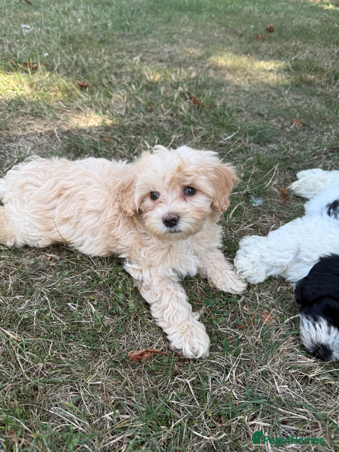Maltipoo dogs for sale: 🌟 READY NOW 🌟 F1 Maltipoos  - Image 8
