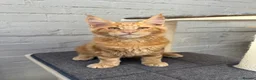 Maine Coon cats for sale: TICA Pedigree Massive Red Kittens - Advert 19