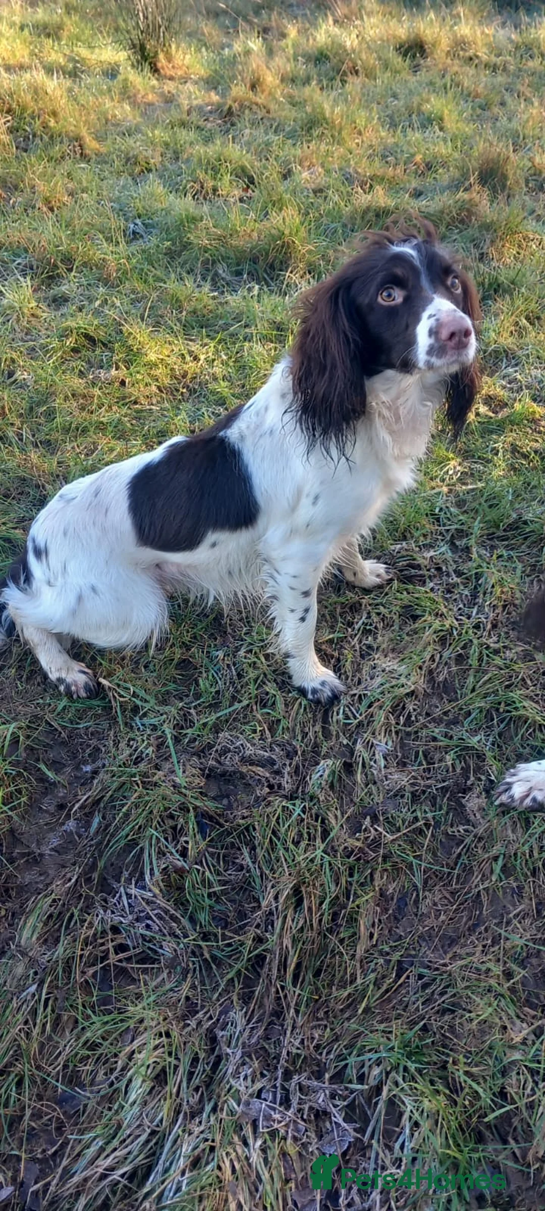 English Springer Spaniel dogs for sale: ESS male dog pup - Advert 9