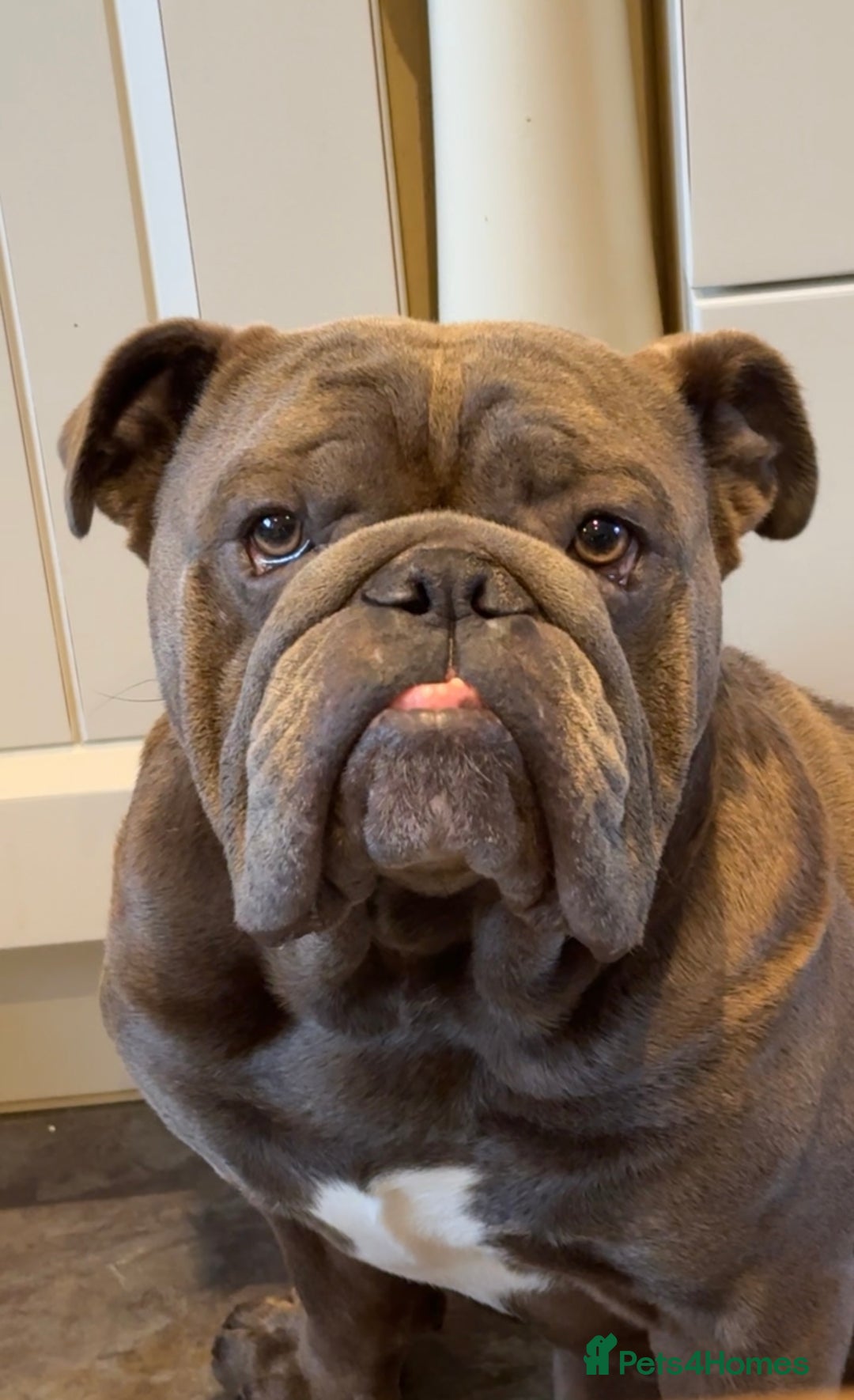 English Bulldog dogs for stud: HEALTH TESTED CLEAR & BOAS GRADED ZERO KC REG in Doncaster - Image 2
