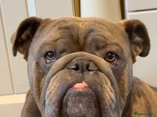 English Bulldog dogs HEALTH TESTED CLEAR & BOAS GRADED ZERO KC REG - Advert 1