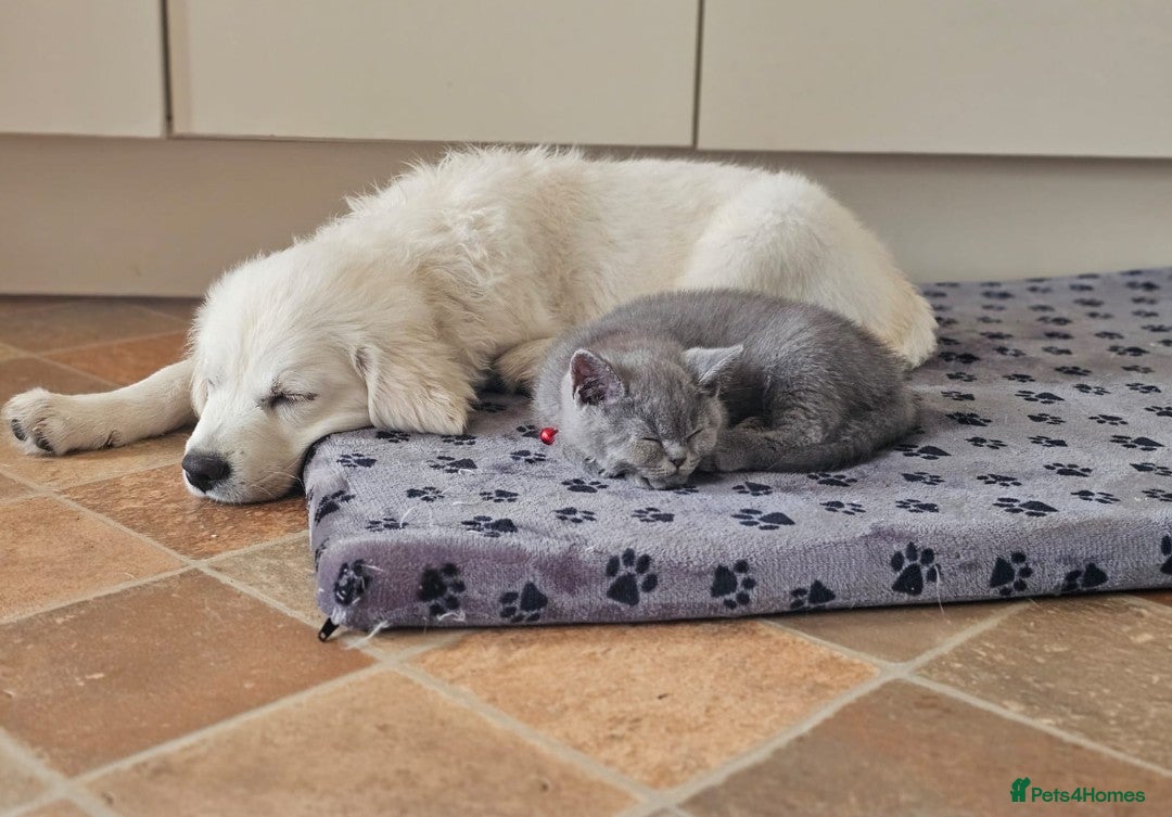 Golden Retriever dogs for sale: 🐾 Golden Retriever Puppies Available Soon! 🐾 - Advert 11