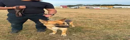 German Shepherd dogs for sale: Need new home - Advert 2