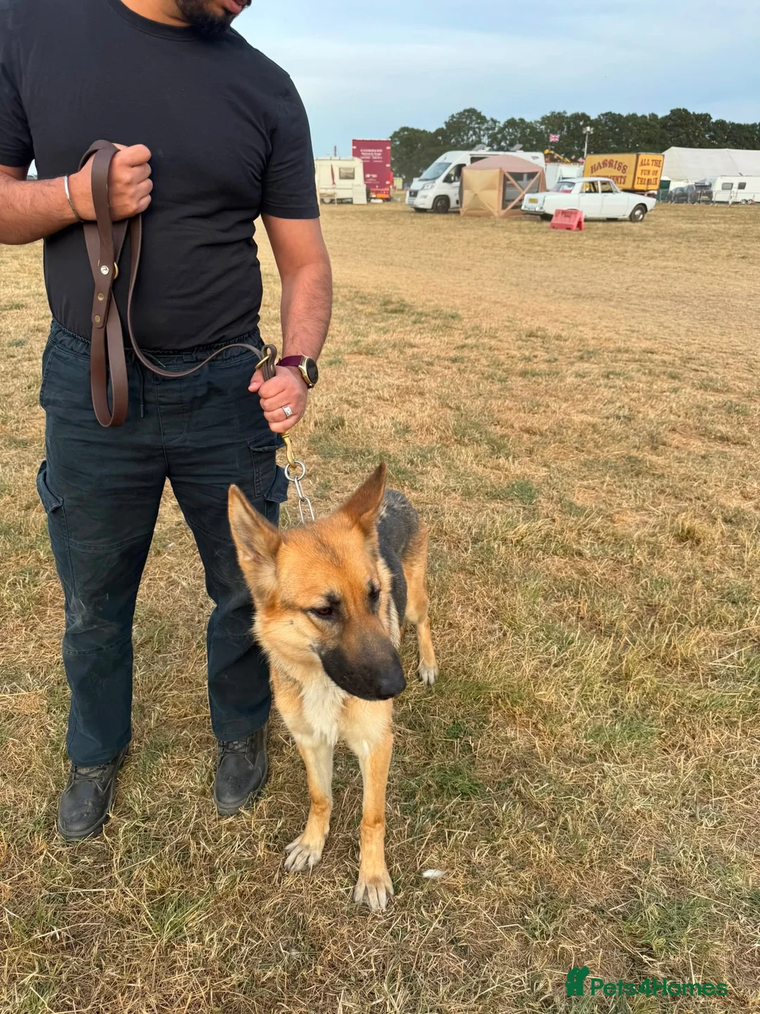 German Shepherd dogs for sale: Need new home - Advert 2