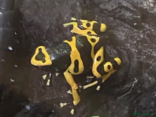 Frog reptiles 3 x Yellow Bumblebee Dart Frogs & Terrarium - Advert 10