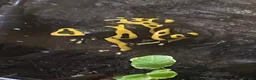 Frog reptiles for sale: 3 x Yellow Bumblebee Dart Frogs & Terrarium - Advert 1
