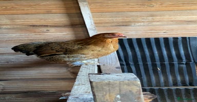 Chickens poultry - Advert 2