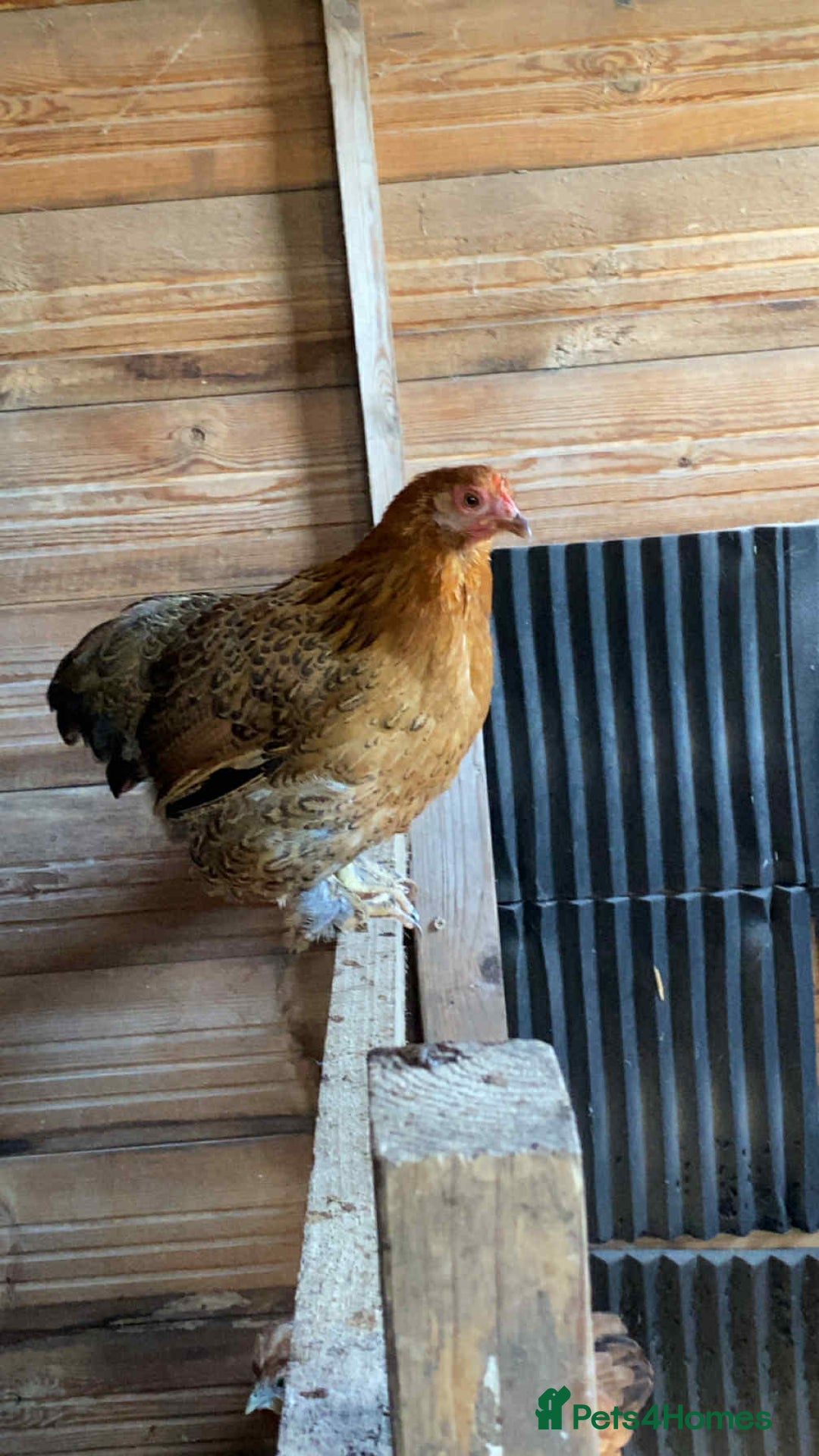 Chickens poultry for sale: Pilkies - Bantams ❤️ - Image 3