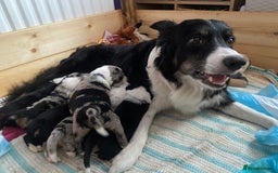 Border Collie dogs for sale: 6 Border Collie Pups for Sale ! - Image 2