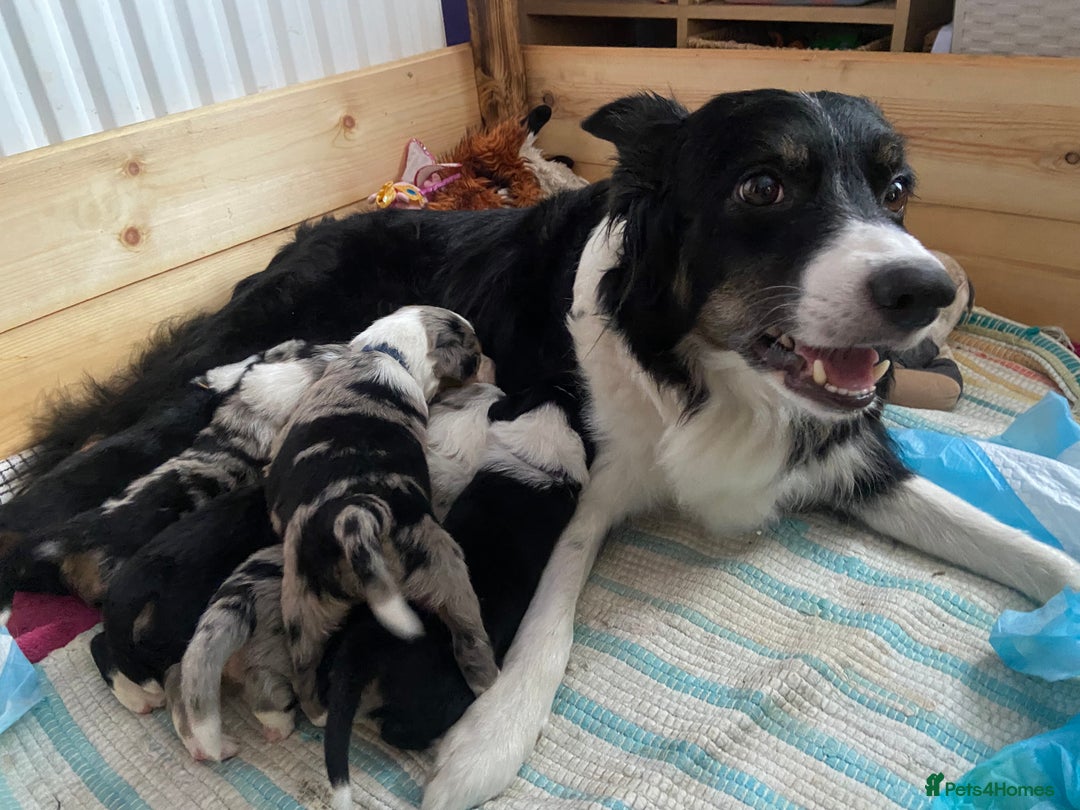 Border Collie dogs for sale: 6 Border Collie Pups for Sale ! - Image 2