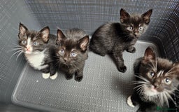Mixed Breed cats for sale: Adorable kittens looking for new homes  - Image 2
