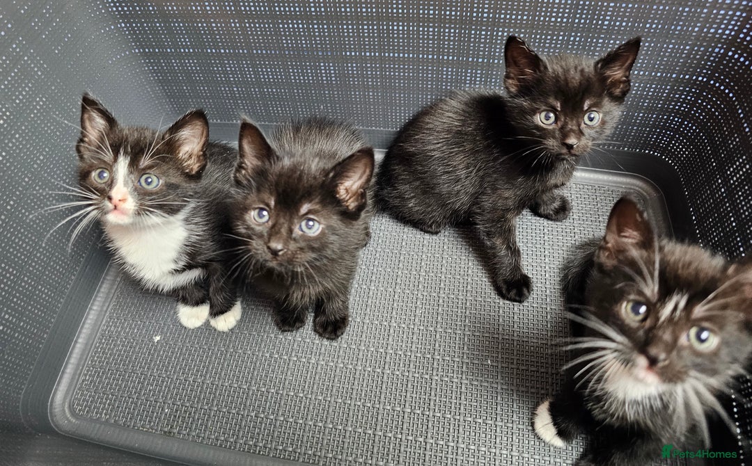 Mixed Breed cats for sale: Adorable kittens looking for new homes  - Image 2