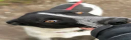 Mixed Breed dogs for adoption: 💙🐶 LEVKO – THE DOG WHO HAS ALL HOME PET HABITS in Burton-on-Trent - Advert 4