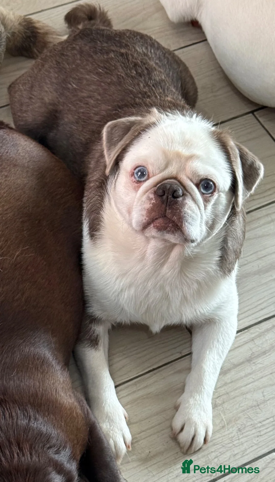 Pug dogs for sale: Kc Lilac tan panda male  - Advert 2