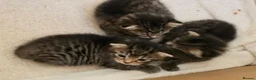 Mixed Breed cats for sale: 3 beautiful gray tabby kittens  in Doncaster - Advert 18