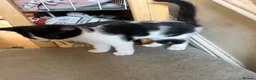 Mixed Breed cats for sale: Little princess — waiting for her special person!  - Advert 9