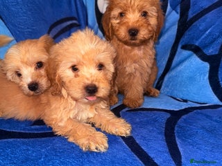 Cockapoo dogs beautiful puppies - Advert 1