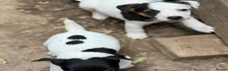 Jack Russell dogs for sale: READY NOW! Traditional Working Jack Russell Puppy - Advert 16