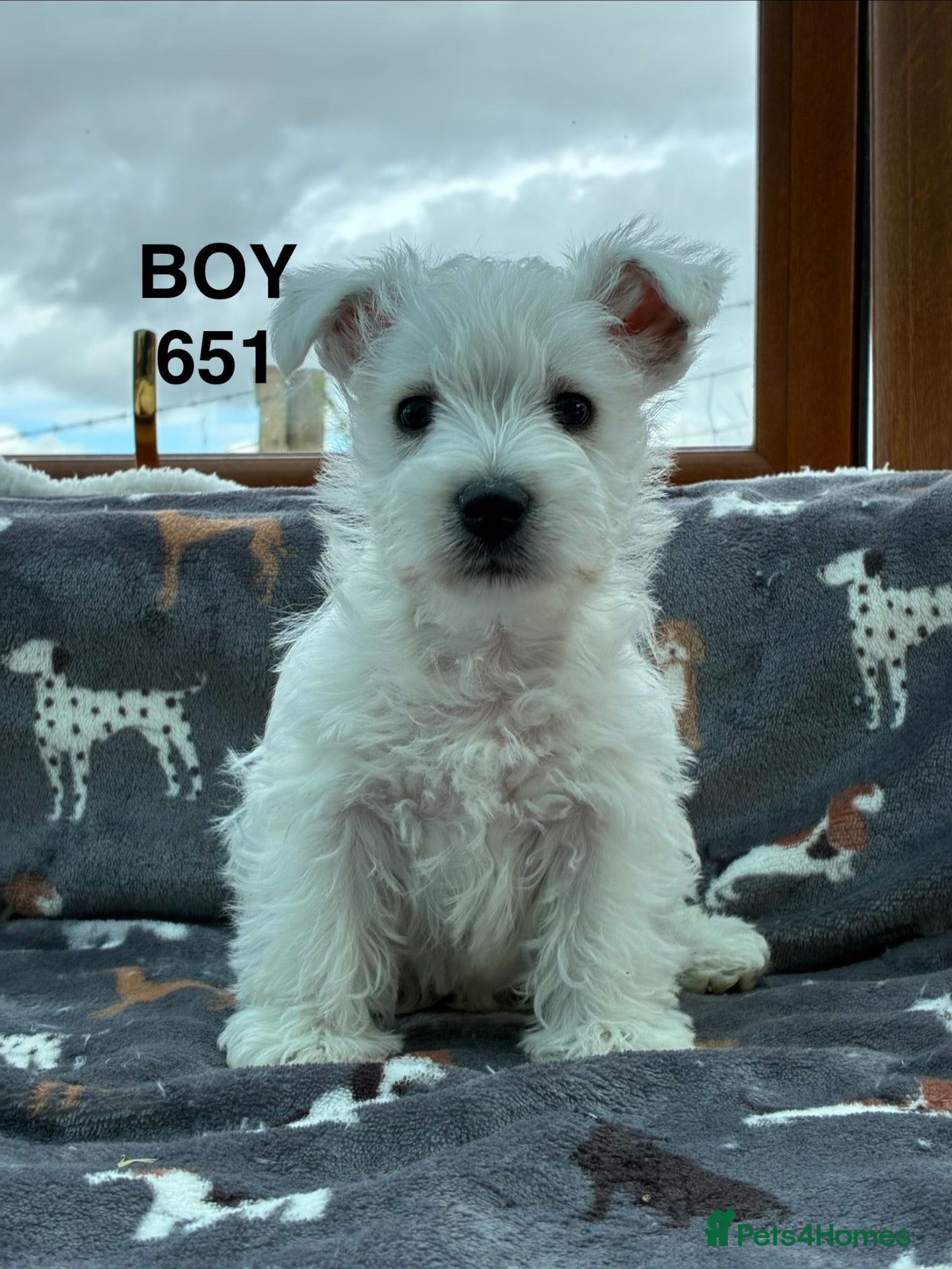 West Highland Terrier dogs 1 BOY West Highland Terrier Available!! - Advert 2