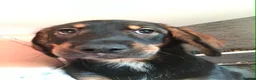 Mixed Breed dogs for sale: Springer spaniel x husky - Advert 3