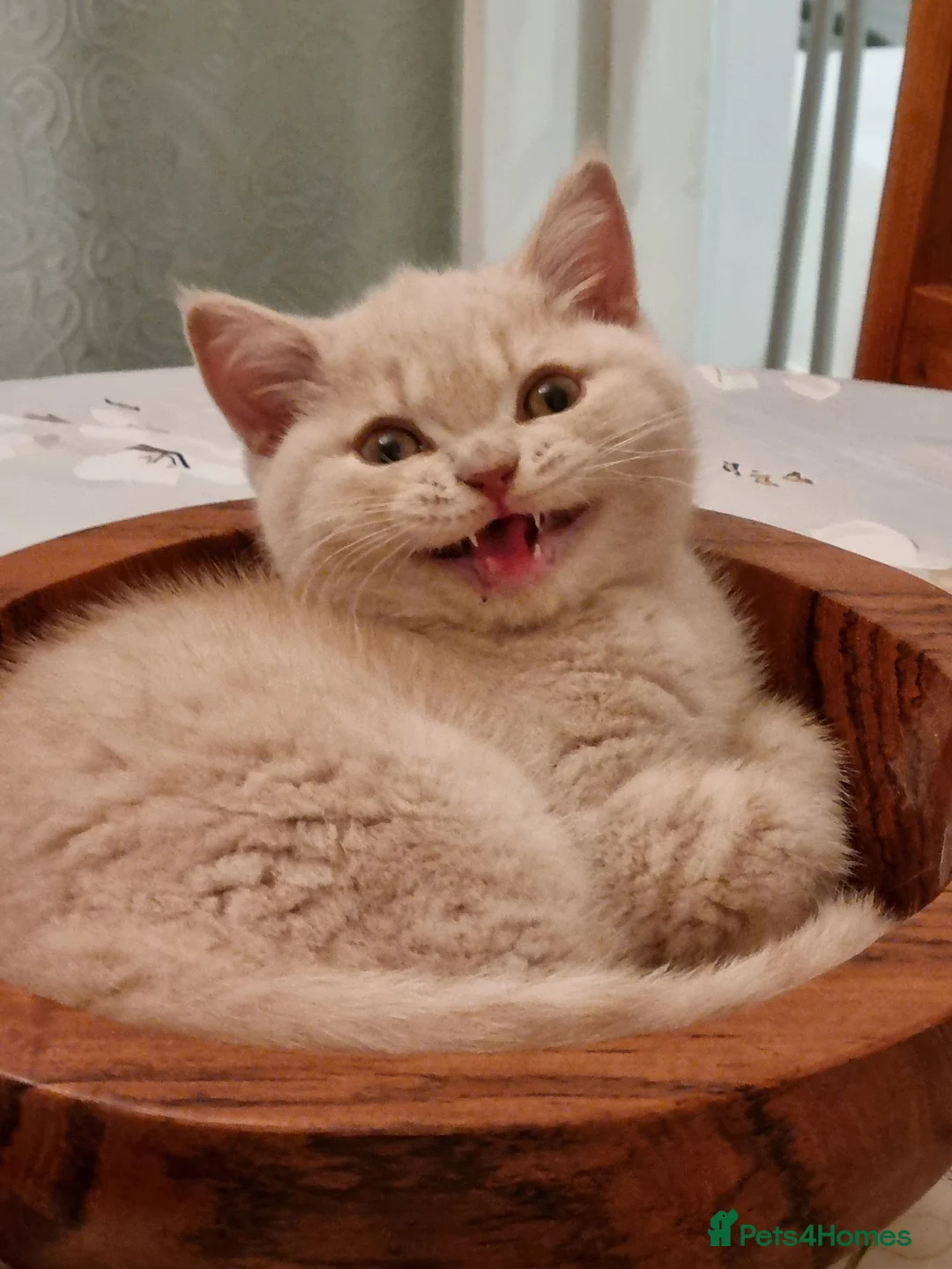 British Shorthair cats for sale: Cream British Shorthair boy  - Advert 2
