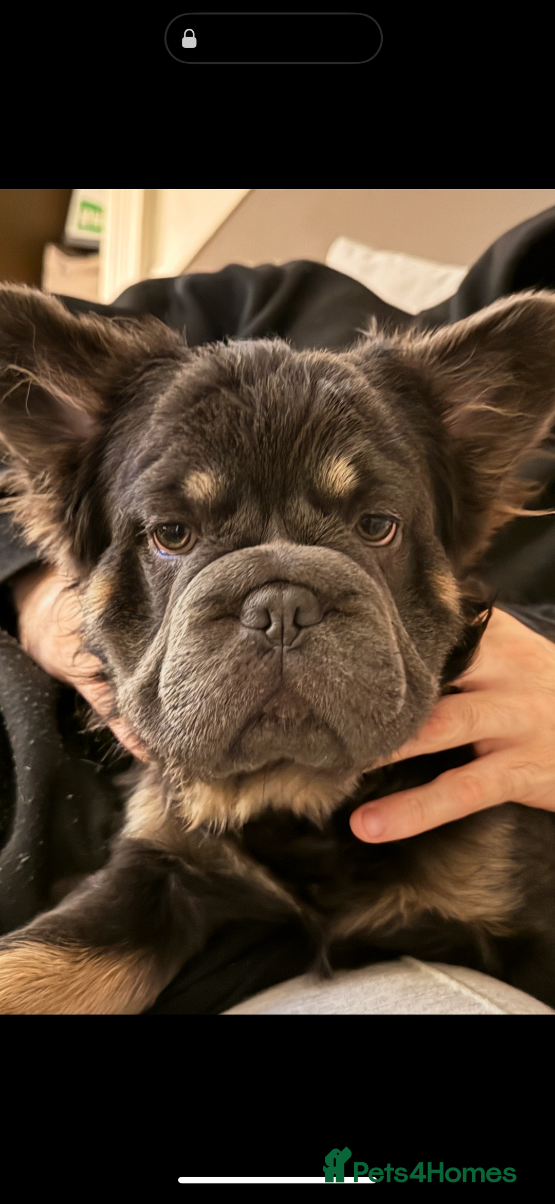 French Bulldog dogs for sale: Rope French bulldog  - Advert 1