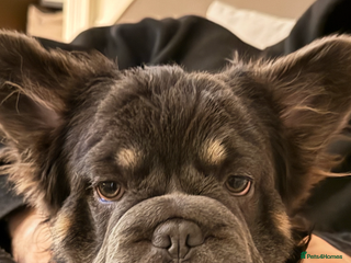 French Bulldog dogs Rope French bulldog - Advert 1