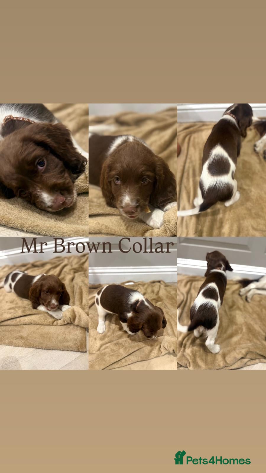 English Springer Spaniel dogs KC Registered English Springer Spaniel Puppies - Advert 2