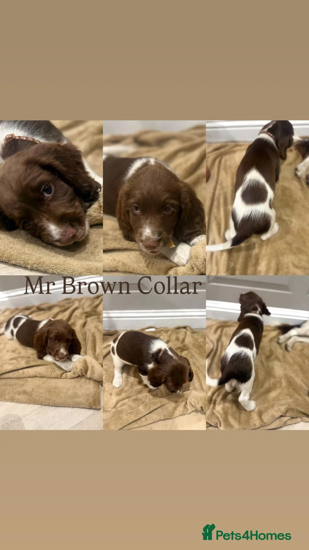English Springer Spaniel dogs for sale: KC Registered English Springer Spaniel Puppies - Advert 2