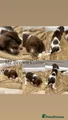 English Springer Spaniel Mr Brown