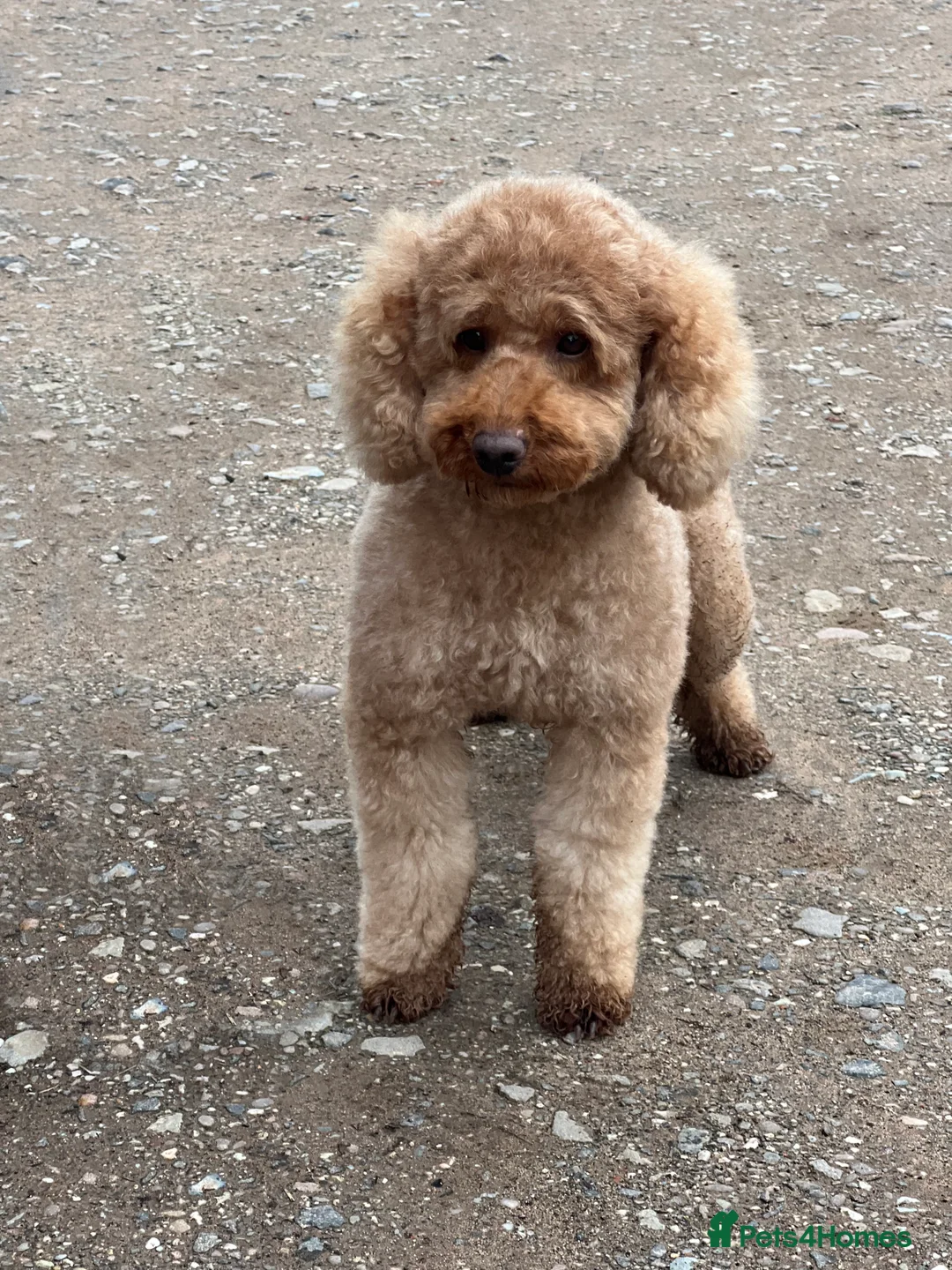 Miniature Poodle dogs for stud: Kc reg apricot  dna fully tested min poodle stud in Market Drayton - Advert 11