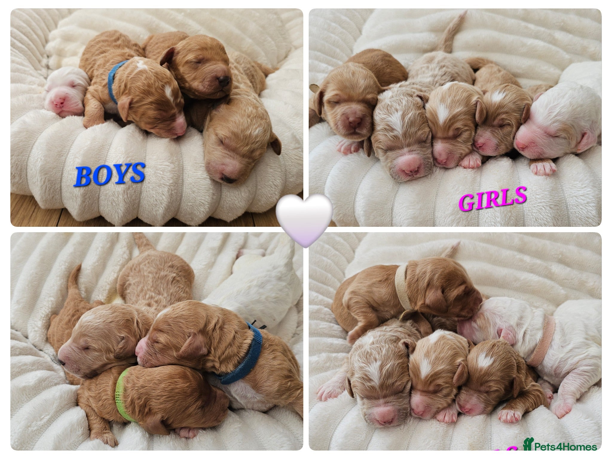 Australian Labradoodle dogs AUSTRALIAN LABRADOODLES❣️HEALTH TESTED PARENTS 🐾 - Advert 1