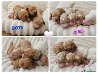 Australian Labradoodle dogs AUSTRALIAN LABRADOODLES❣️HEALTH TESTED PARENTS 🐾 - Advert 1