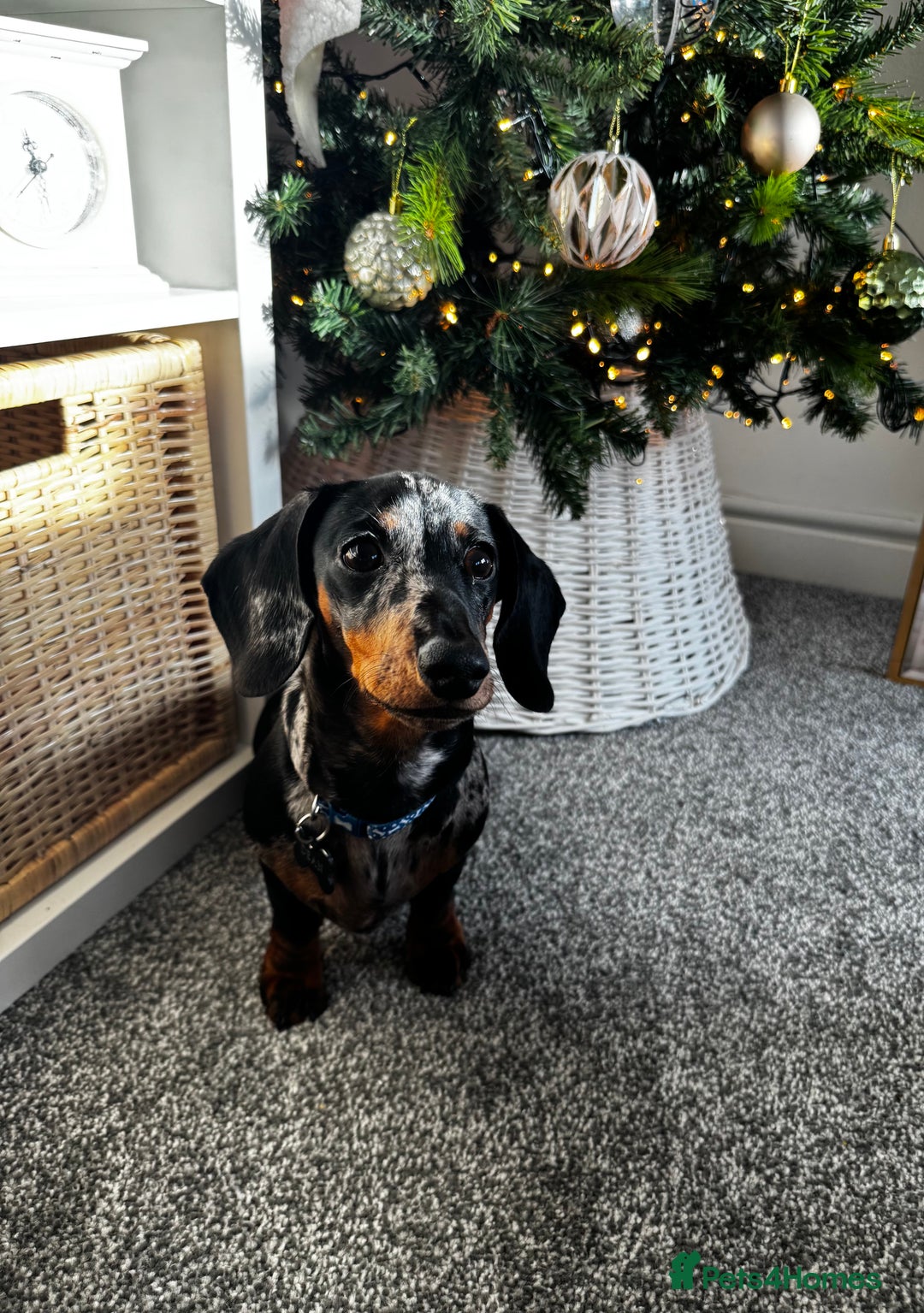Dachshund dogs for sale: Silver dapple Miniature Dacshund- Name - Reggie    - Advert 1