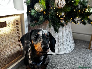 Dachshund dogs Silver dapple Miniature Dacshund- Name - Reggie - Advert 17