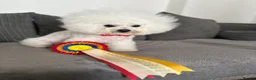 Bichon Frise dogs for sale: Pure Pedigree Champion Bloodline Bichon Frise 🐾 - Advert 9
