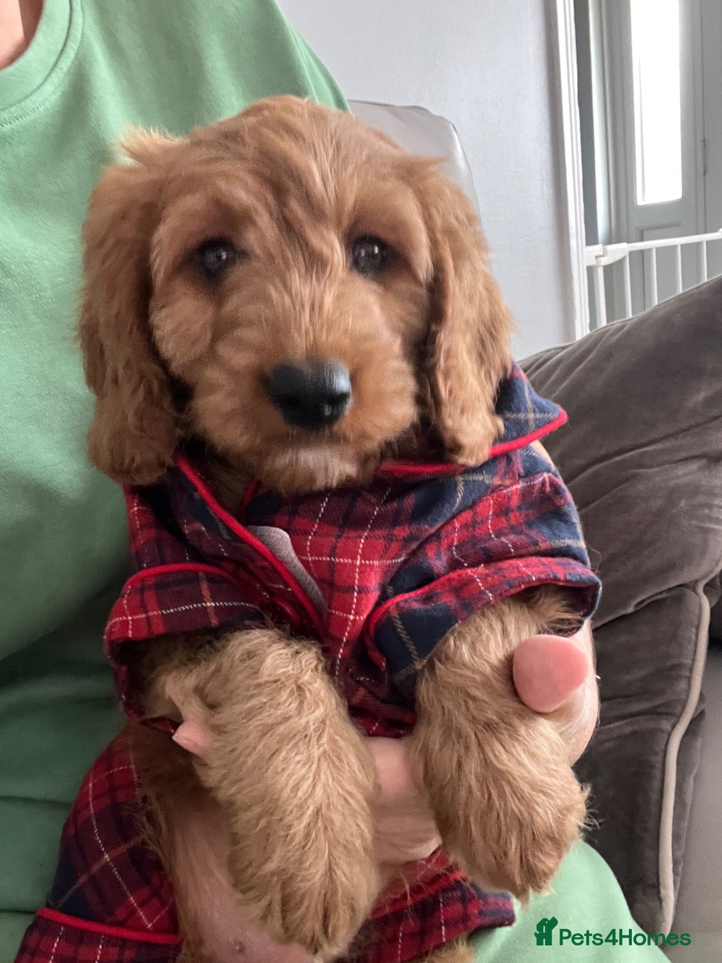Cavapoo dogs 🐶🐾Stunning health clear cavapoo puppies🐾🐶 - Advert 11