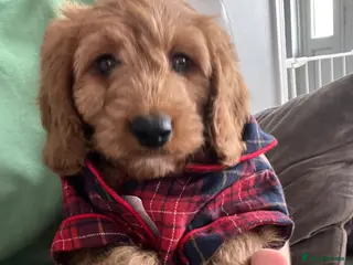 Cavapoo dogs 🐶🐾Stunning health clear cavapoo puppies🐾🐶 - Advert 11