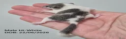 Mouse rodents for sale: 🐿️ Micro squirrels, African Pygmy dormouse - Advert 4
