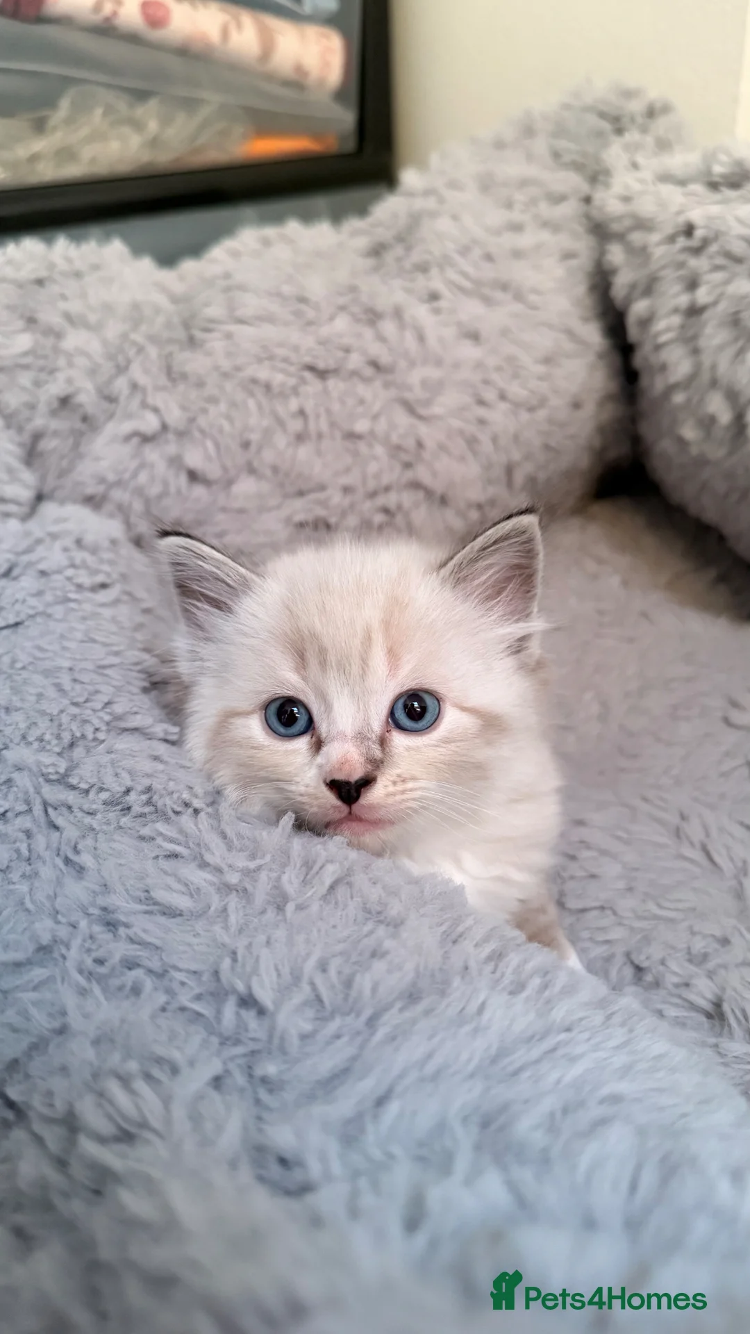 Ragdoll cats for sale: Beautiful Ragdoll Kittens – 4 Girls & 3 Boys  - Advert 2