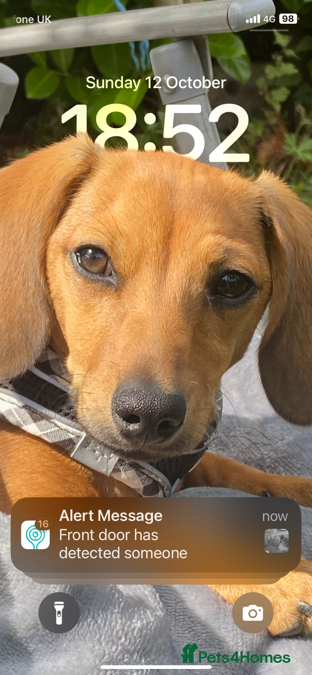 Mixed Breed dogs for sale: French bulldog x chiweenie puppies  - Advert 5