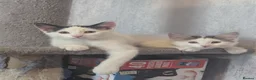 Mixed Breed cats for sale: Beautiful Boys for sale (1 w/ heterochromia) - Advert 2