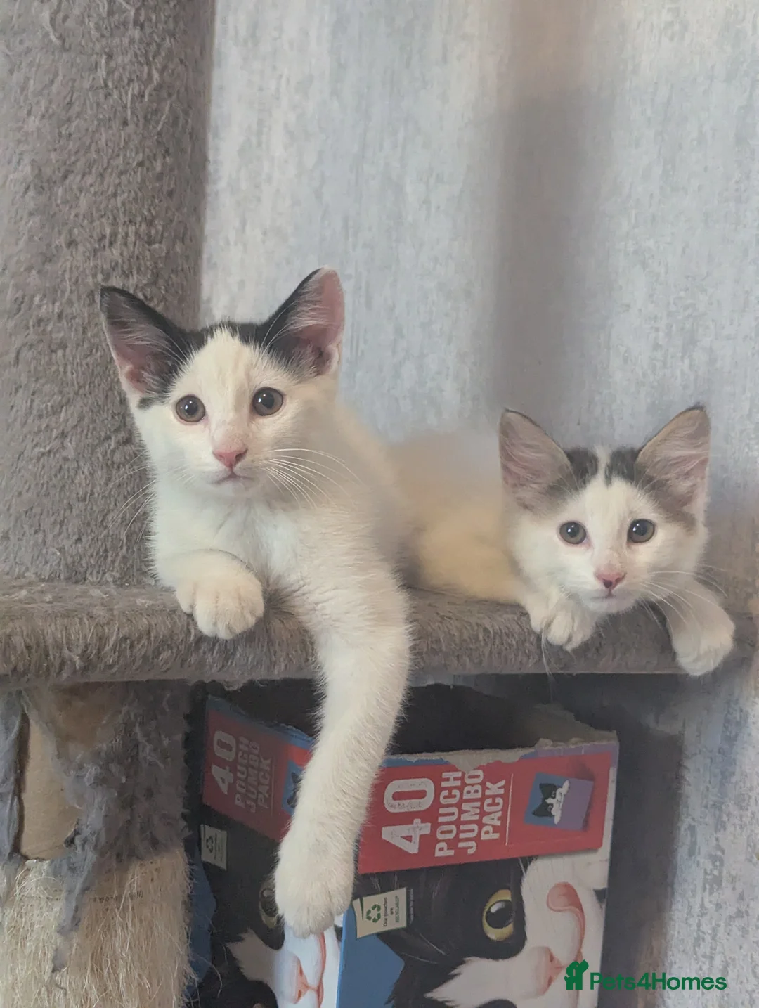 Mixed Breed cats for sale: Beautiful Boys for sale (1 w/ heterochromia) - Advert 2