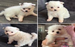 Pomchi dogs for sale: Ready to go 16/07/25  OPEN TO OFFERS - Image 4