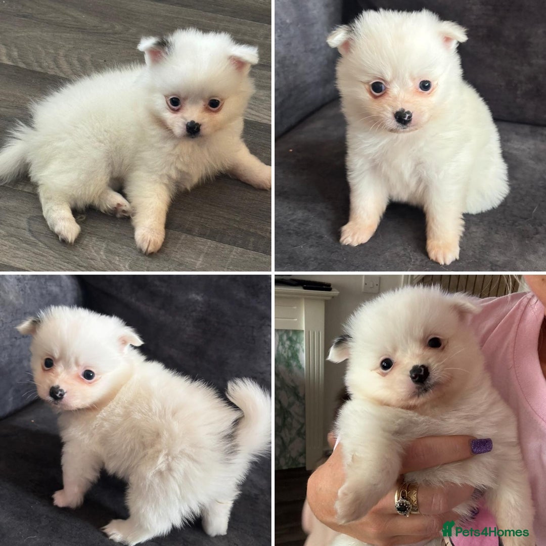 Pomchi dogs for sale: Ready to go 16/07/25  OPEN TO OFFERS - Image 4