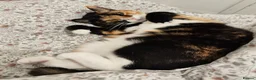 Domestic Shorthair cats for sale: CHOCO IN NEED OF EMERGENCY REHOMING in Liverpool - Advert 5