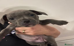 Mixed Breed dogs for sale: French bulldog x American staff - Image 9