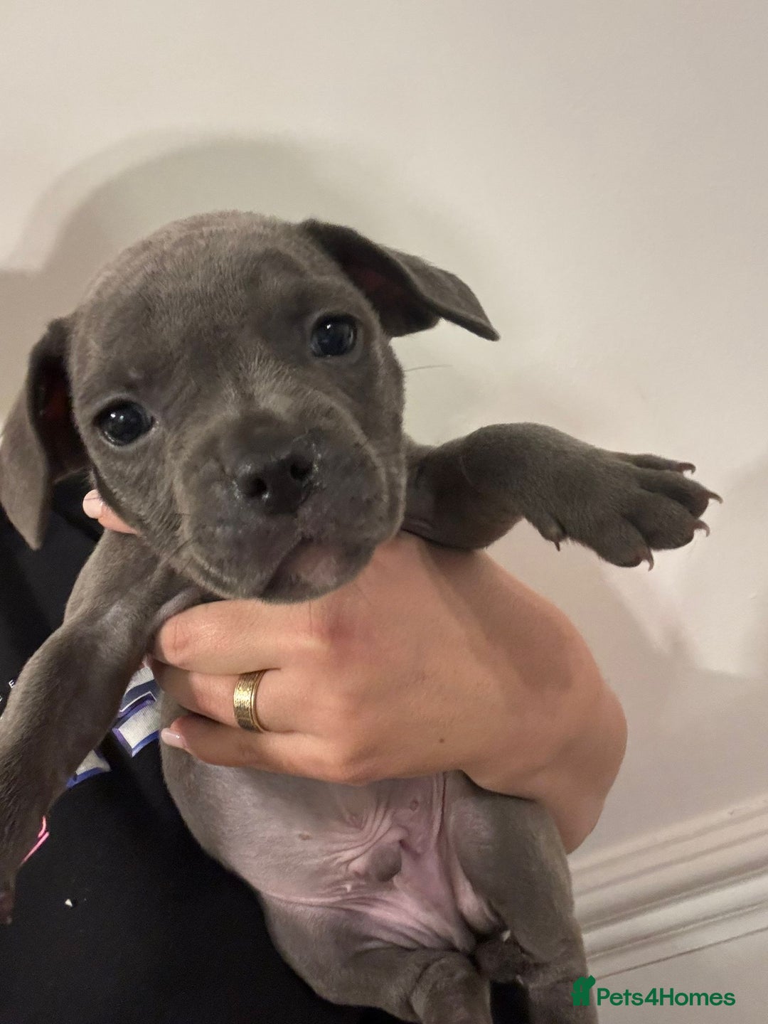 Mixed Breed dogs for sale: French bulldog x American staff - Image 9