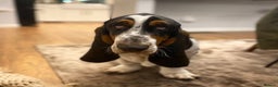 Basset Hound dogs for sale: Basset Hound Male - Advert 2