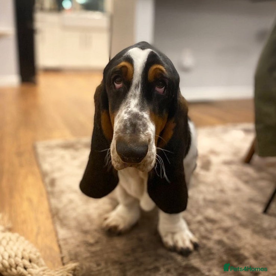 Basset Hound dogs for sale: Basset Hound Male - Advert 2